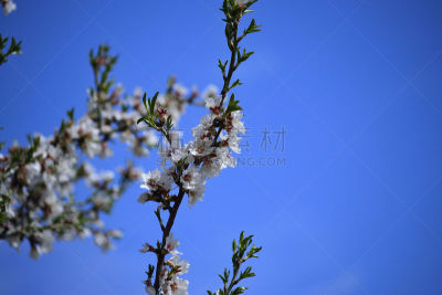 杏树类,花朵,天空,水平画幅,无人,户外,图像,特写,白色,彩色图片
