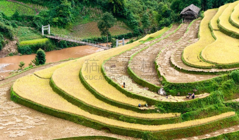 农作物,梯田,拉茶,居住区,mud pot,白族,水稻梯田,图像,热带气候,著名景点