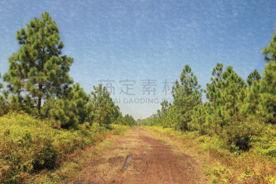夏天,绿色,森林,水彩画,自然美,天空,水平画幅,好莱坞星光大道,古老的,苔藓