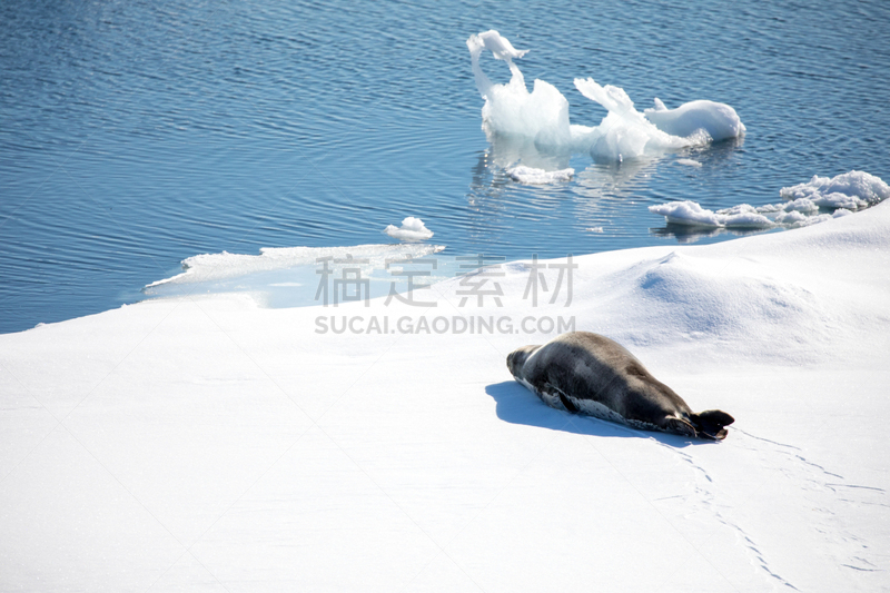 快乐,牛奶瓶,女孩,可爱的,寒冷,海洋生命,海港,灰色,全球通讯,雪