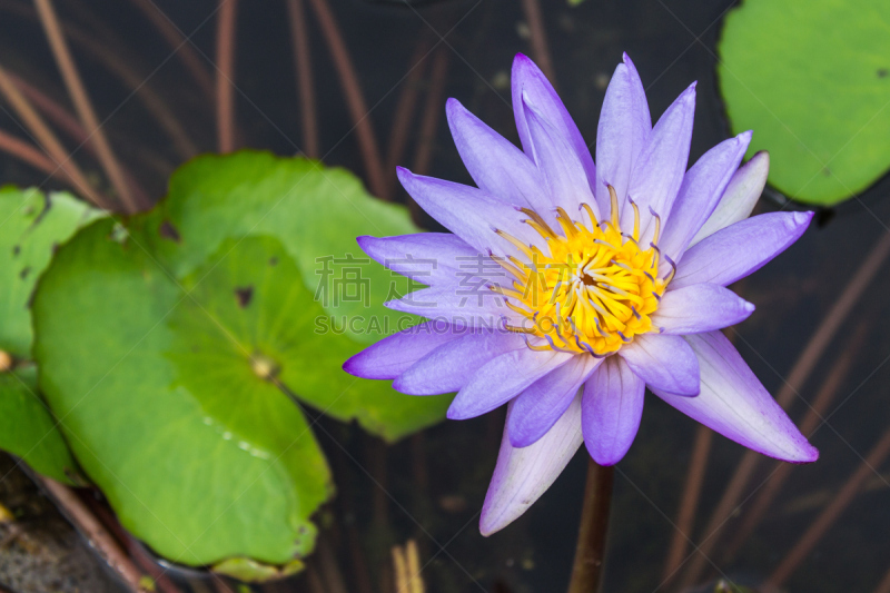 池塘,莲花,水生植物,水平画幅,蜜蜂,睡莲,无人,户外,班戈寇科省,泰国