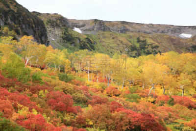 叶子,沼泽,层云峡,大雪山国家公园,上川,北海道,国家公园,水平画幅,地形,秋天