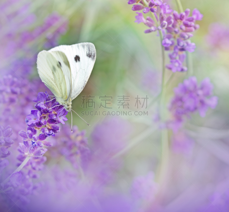 蝴蝶,熏衣草,白蝴蝶,选择对焦,芳香的,水平画幅,无人,特写,自由,花蕾