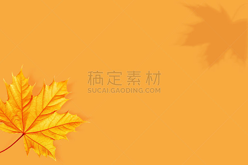 自然,秋天,创造力,黄色,极简构图,背景,橙色背景,光,图像,红松