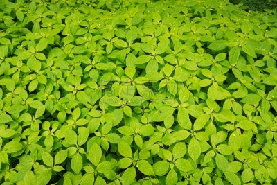 plants in the forest