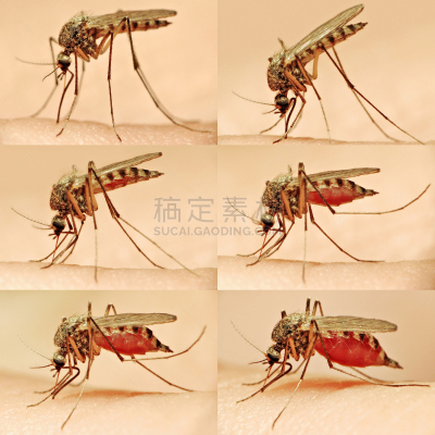 蚊叮咬,纪录片,疟原虫,疟疾,蚊子,垂直画幅,人体,膳食,人,特写