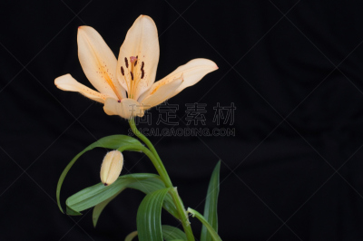 百合花,花蕾,占星百合,水平画幅,橙色,无人,粉色,室内植物,摄影
