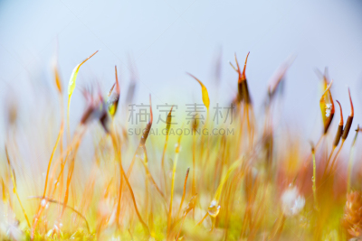 孢子囊,大特写,视角,根霉属菌,减数分裂,孢子体,有丝分裂,苏铁科植物,霉病,真菌和霉菌