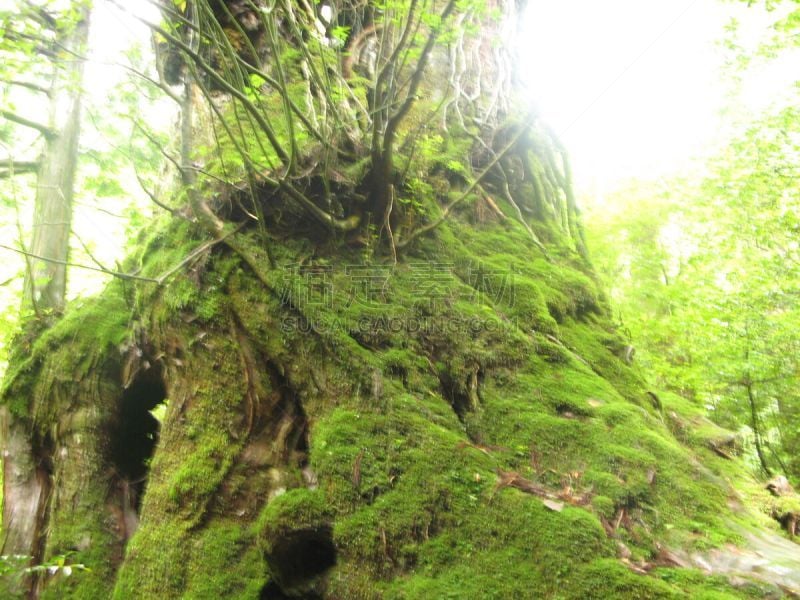 日本,屋久岛,绿色,地形,2010,25街,与众不同,秘密,环境,枝繁叶茂