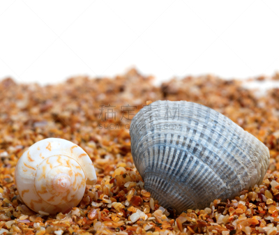 沙子,贝壳,两只动物,留白,褐色,水平画幅,软体动物,纪念品,湿,海产