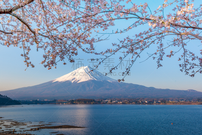 富士山,湖,樱桃树,自然美,河口湖,山梨县,水,天空,水平画幅,雪