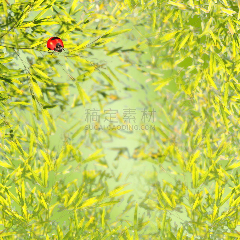 白色,瓢虫,美,野外动物,夏天,特写,明亮,植物,爬,相伴