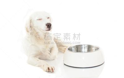 白色,碗,食品,狗,等,影棚拍摄,留白,幸福,白色背景,吃