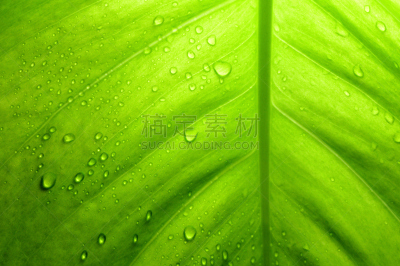 恶魔,常春藤,泰国,叶子,彩色背景,水平画幅,无人,心型,绿色背景,天南星科