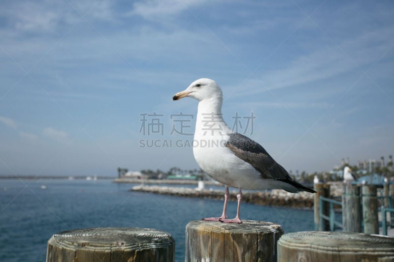 海鸥,肖像,普拉亚,阿瓜火山,自然,水平画幅,码头,侧面像,鸟类,动物身体部位