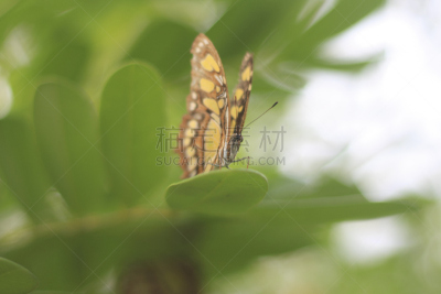 mariposa grove,器官底部,蝶泳,在底端,自然,图像聚焦技术,野生动物,水平画幅,绿色,蝴蝶