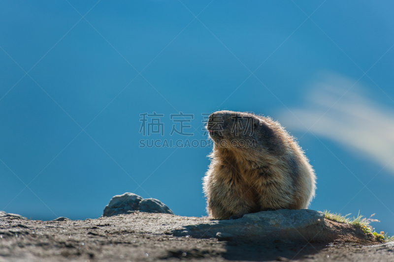 旱獭,格劳斯格劳克纳山,自然,野生动物,奥地利,图像,雪,动物,无人,自然荒野区