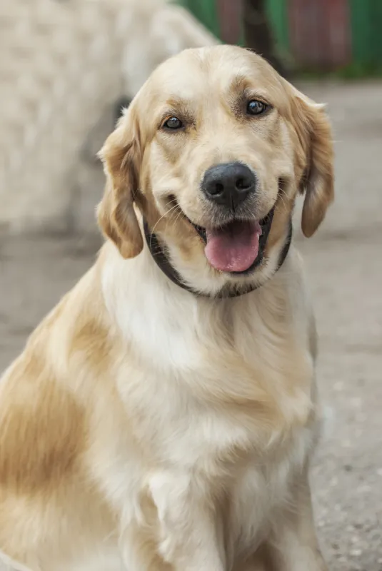 金毛寻回犬 垂直画幅 美 纯种犬 寻回犬 可爱的 快乐 美人 人 面部表情图片素材下载 稿定素材