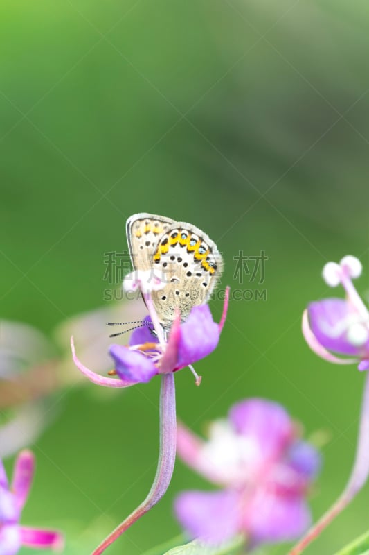 银饰兰蝶,灰蝶科,垂直画幅,蝴蝶,无人,户外,图像,特写,彩色图片,昆虫