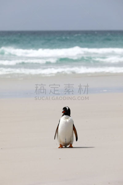 福克兰群岛,巴布亚企鹅,颈,海滩,桑德斯群岛,南极,寒冷,濒危物种,海洋生命,野生动物