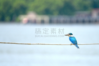 翎毛,蓝色,翠鸟,研磨器,,红树,泰国湾,绿黄色科鸣鸟,栖息,挨着