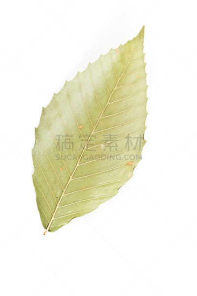 美洲山毛榉,山毛榉树,美国,动物背脊,自然,垂直画幅,白色,绿色,无人,叶子