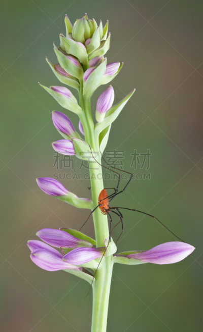 蜘蛛,花蕾,爸爸长腿蛛,自然,垂直画幅,无脊椎动物,野生动物,无人,蜘蛛纲,节肢动物