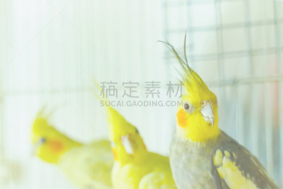 鹦鹉,畜栏,三只动物,黄色,图像,动物身体部位,动物,鸟类,翎毛,人的眼睛
