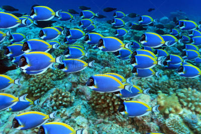 颊纹鼻鱼,blue tang fish,粉末状雪,鱼群,昆虫群,马尔代夫人,马尔代夫,鱼类,水下,印度洋