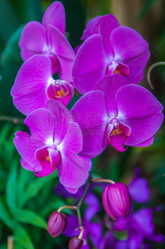 兰花,蝴蝶兰,紫色,自然美,库肯霍夫花园,垂直画幅,无人,夏天,偏远的,特写