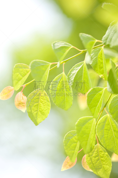 连香树属,垂直画幅,绿色,秧苗,无人,夏天,春天,植物,新生活,光
