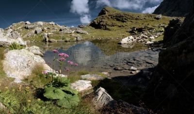 池塘,山,韧性,瑞士阿尔卑斯山,静水,植物,户外,瑞士,山谷,山脉