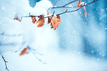 冬天,森林,褐色,边框,水平画幅,雪,无人,早晨,户外