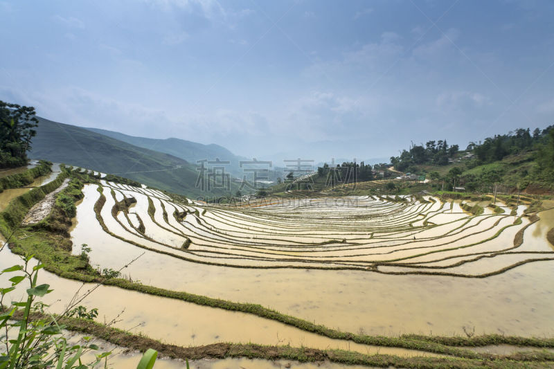 田地,越南,季节,稻,梯田,自然美,白族,mud pot,查济,弯曲