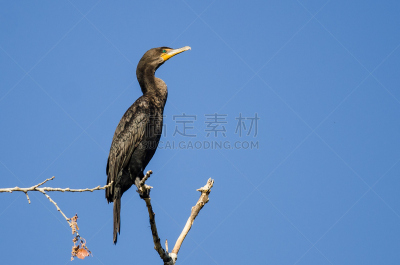 双冠鸬鹚,高大的,自然,野生动物,水平画幅,橙色,鸟类,野外动物,黑色,北美