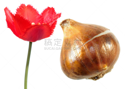郁金香,白色背景,有花边的郁金香,红色,花鳞茎,分离着色,自然,美,水平画幅,无人