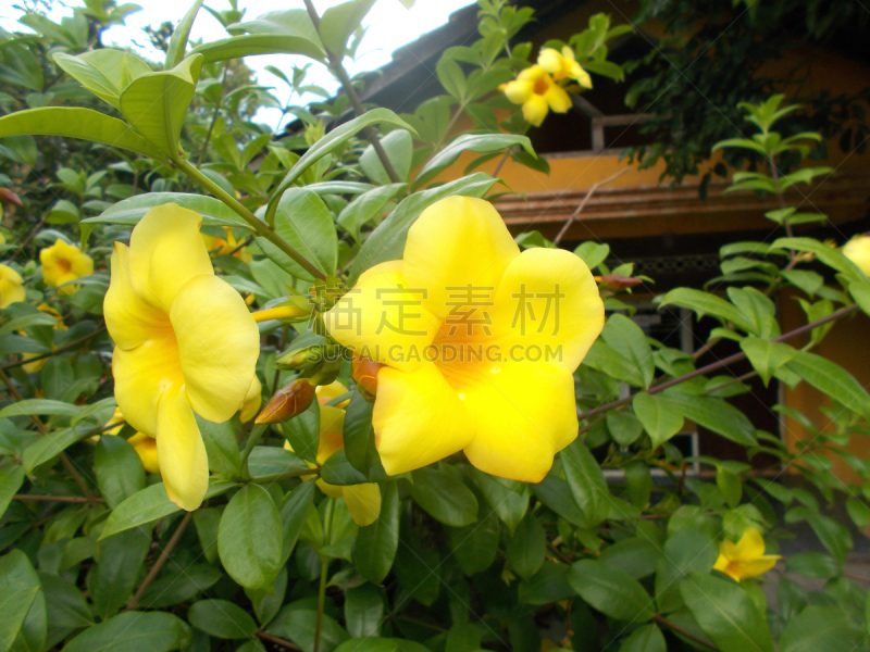 黄色,美,芳香的,水平画幅,无人,夏天,软枝黄蝉,户外,田地,植物