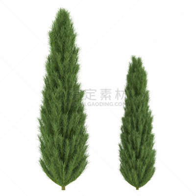 杉树,松树,现场活动,动物躯干,衣柜,枝繁叶茂,无人,夏天,异国情调,树林