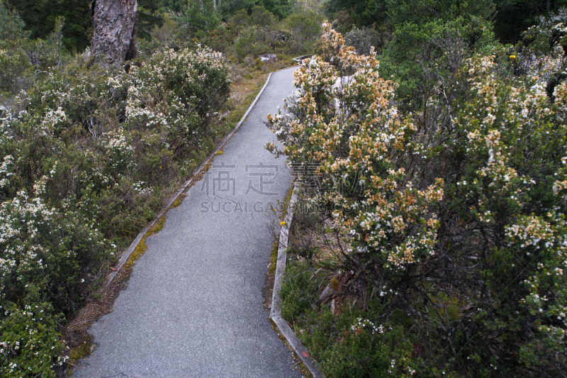 可瑞德山,野花,世界遗产,奥华兰径,天花菜,莎草,偏远地区,自然,褐色