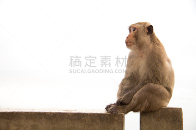 猴子,混凝土,等,古老的,水泥,水平画幅,巴厘岛,动物身体部位,热带雨林,野外动物