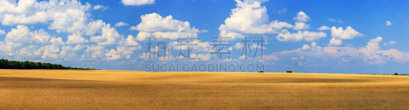 田地,小麦,天空,水平画幅,无人,夏天,草,农作物,地平面,农业