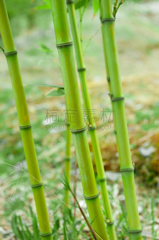 笋,自然,竹子叶,垂直画幅,绿色,无人,色彩鲜艳,日本,植物茎,植物