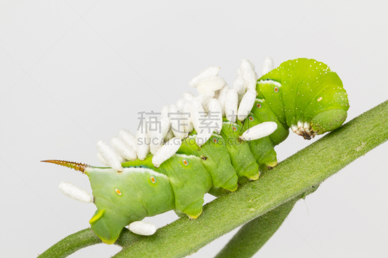 茧,幼虫,黄蜂,小茧蜂,玻璃假眼,烟草天蛾的幼虫黄蜂,寄生的,害虫,自然,无脊椎动物