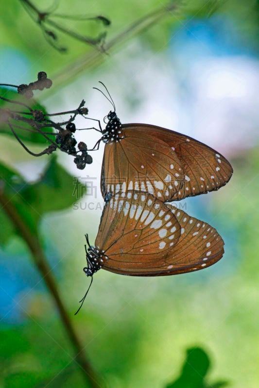 鹭管鱼,自然,垂直画幅,野生动物,蝴蝶,色彩鲜艳,australian crow butterfly,动物交配,动物习性,动物身体部位