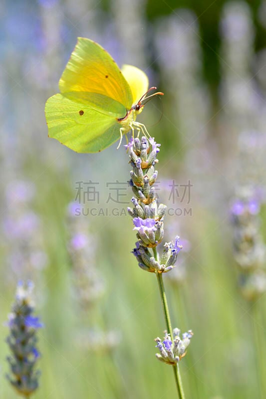 蝴蝶,仅一朵花,克丽奥佩特拉,垂直画幅,侧面像,动物身体部位,特写,熏衣草,白蝴蝶,大特写