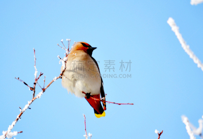 连雀,动物食性,自然,水平画幅,雪,无人,鸟类,观鸟,户外,北美歌雀