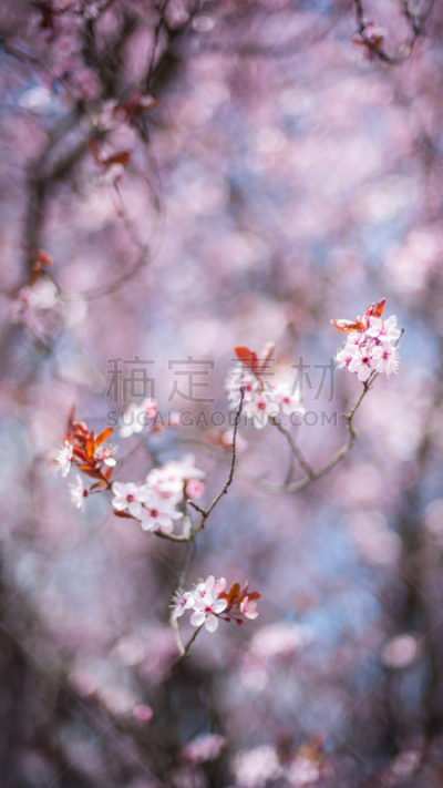 特写,自然美,春天,前景聚焦,垂直画幅,水,夏天,草,完美,明亮
