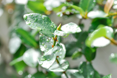 爬行无花果,露水,自然,清新,泰国,图像,无人,水,雨,植物