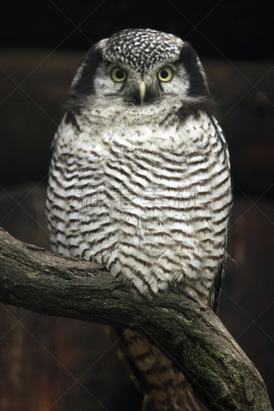 hawk owl,猫头鹰,老鹰,北,自然,垂直画幅,野生动物,美国,欧亚大陆