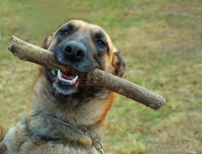 比利时玛伦牧羊犬,比利时牧羊犬,警犬,水平画幅,进行中,嬉戏的,木制,牧羊人,彩色图片,比利时